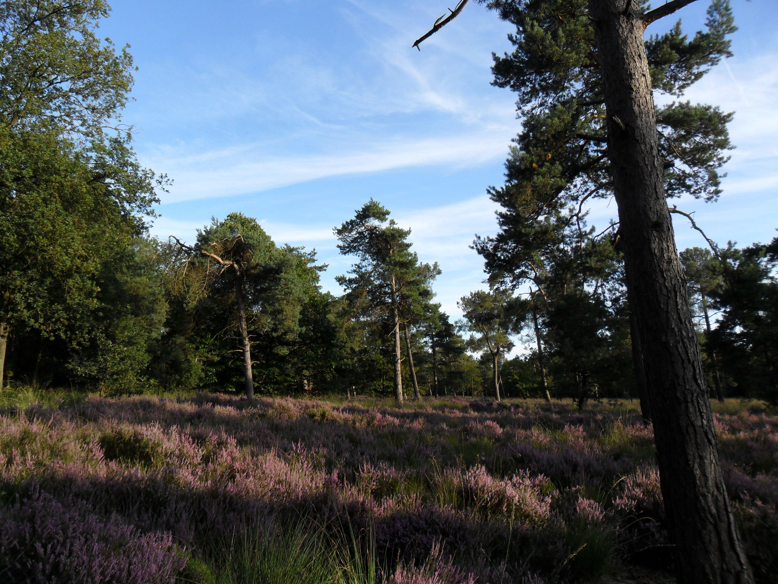Roosendaalse Heide